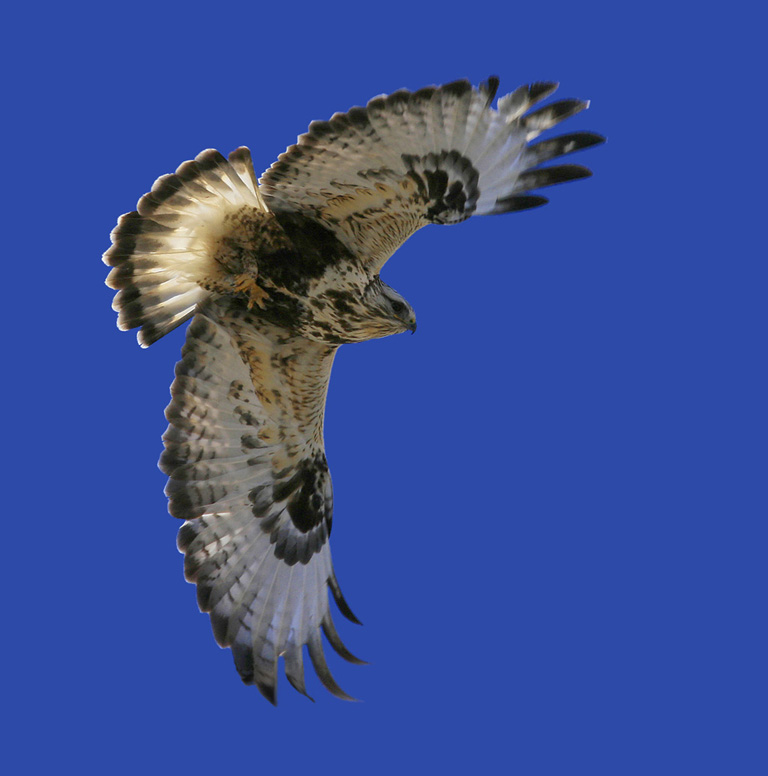 Rough Legged Hawk