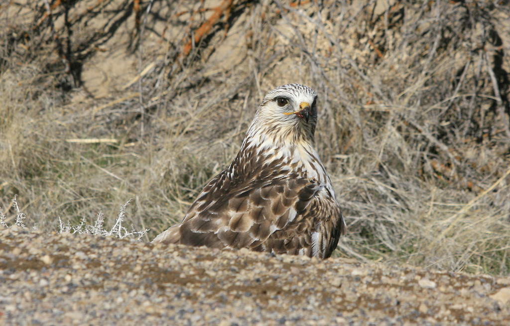 Rough Legged Hawk Eating