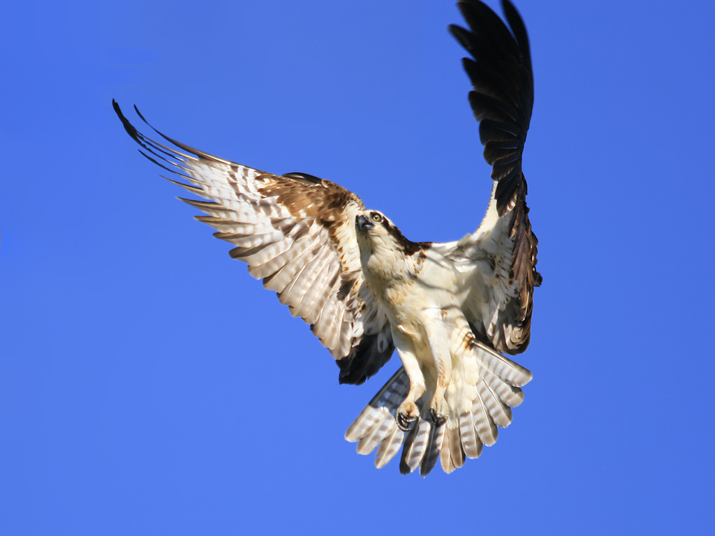 Coming in for a Landing