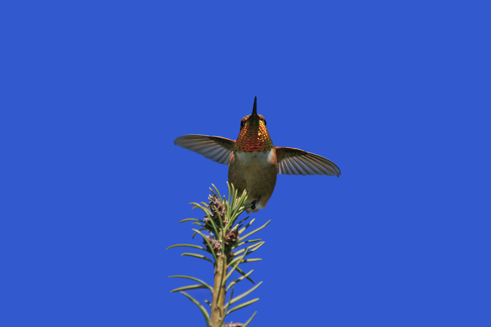Rufous