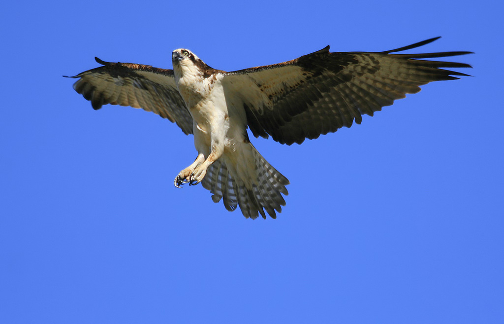 Osprey Display