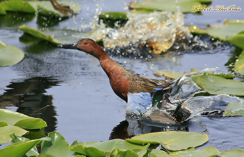 Cinnamon Teal Freak