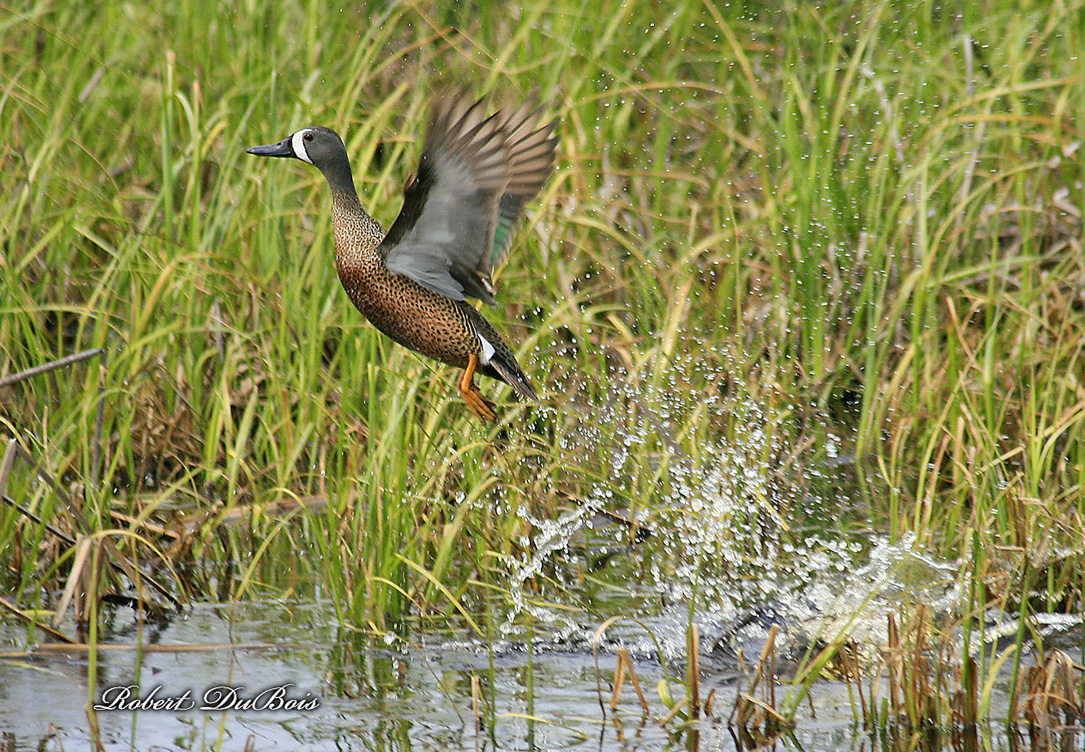 Blue Winged Teal