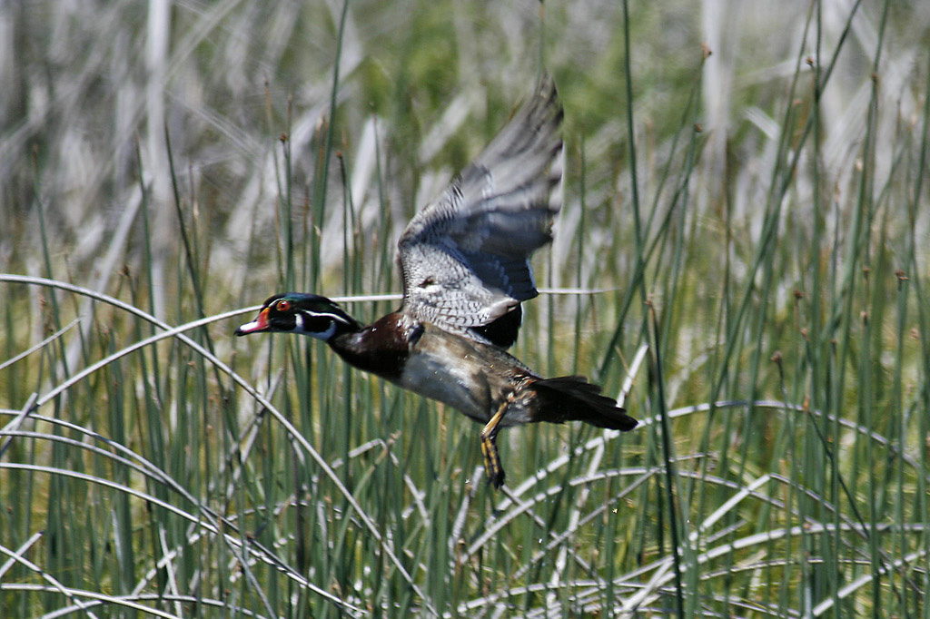 Wood Duck Take Off