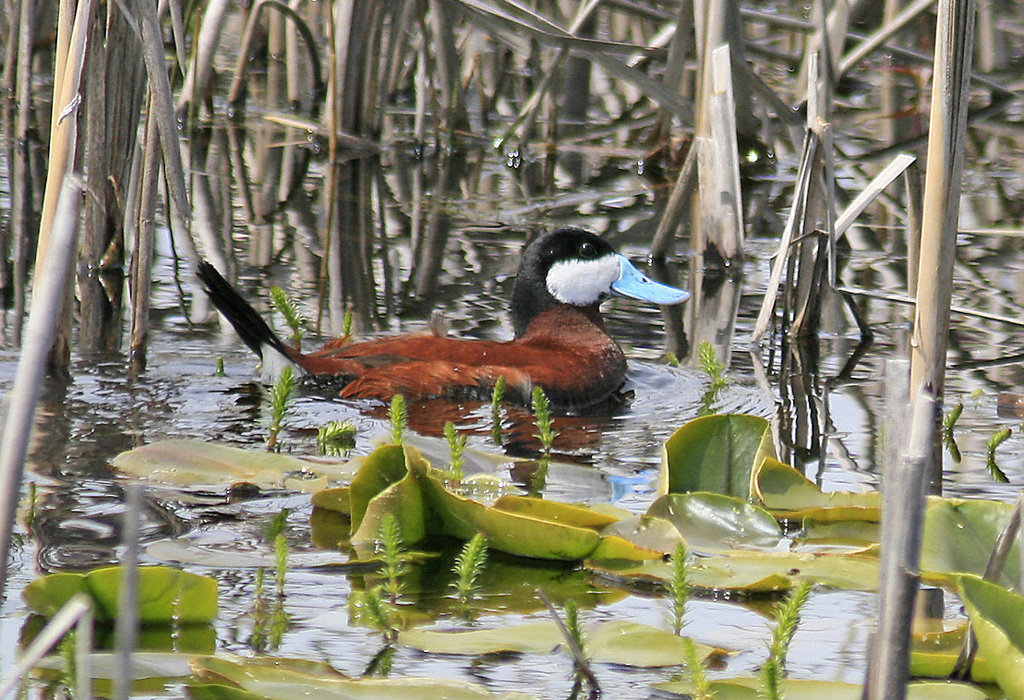 Ruddy Duck