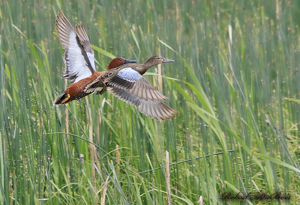 Teal Pair
