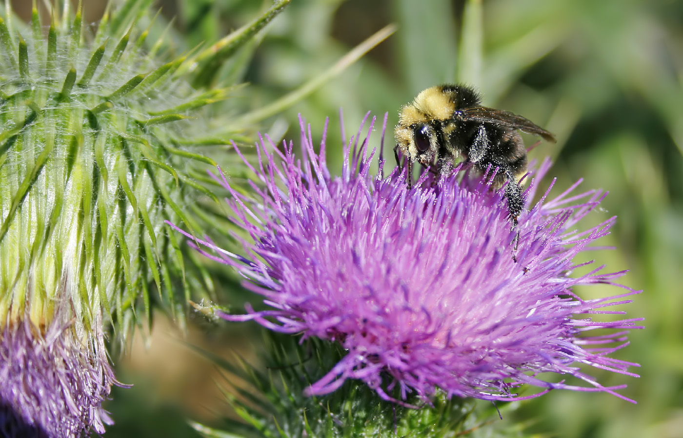 Bee & Pollen