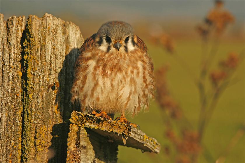 Kestrel Closeup
