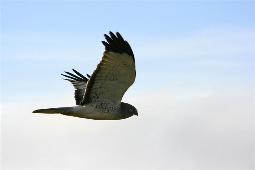 Male Northern Harrier