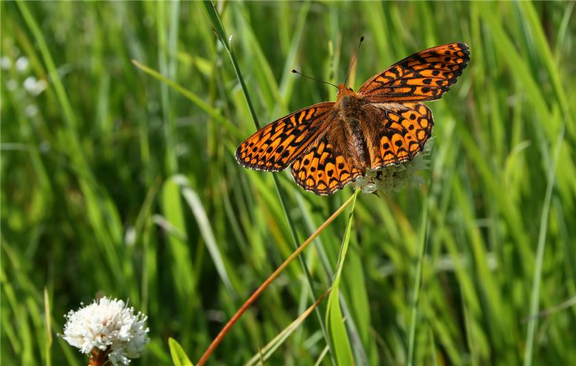 ANOTHER Butterfly