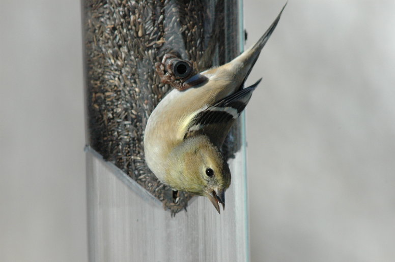 Female Goldfinch