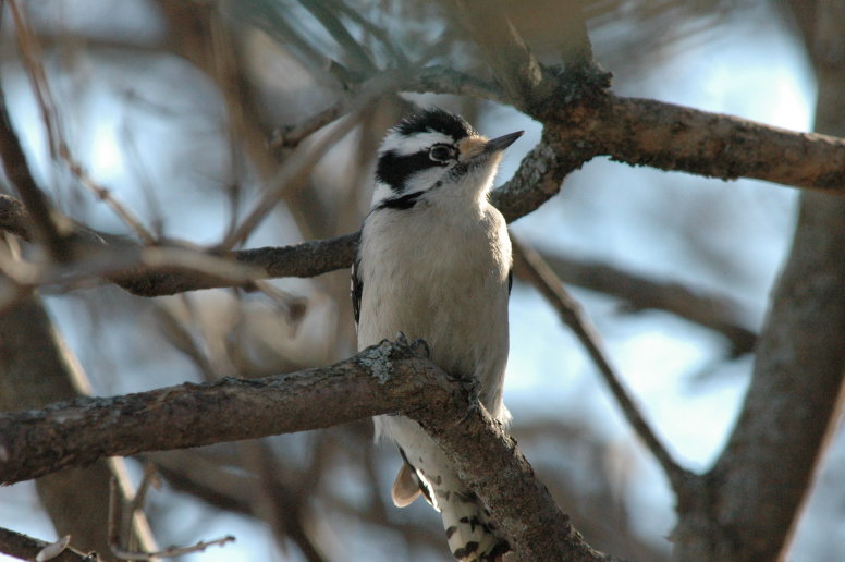 Downy Woodpecker