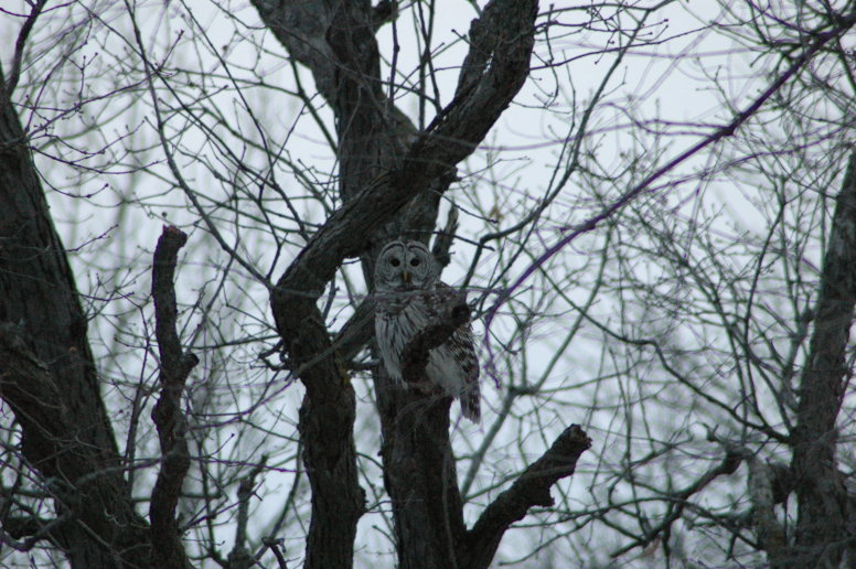 Barred Owl
