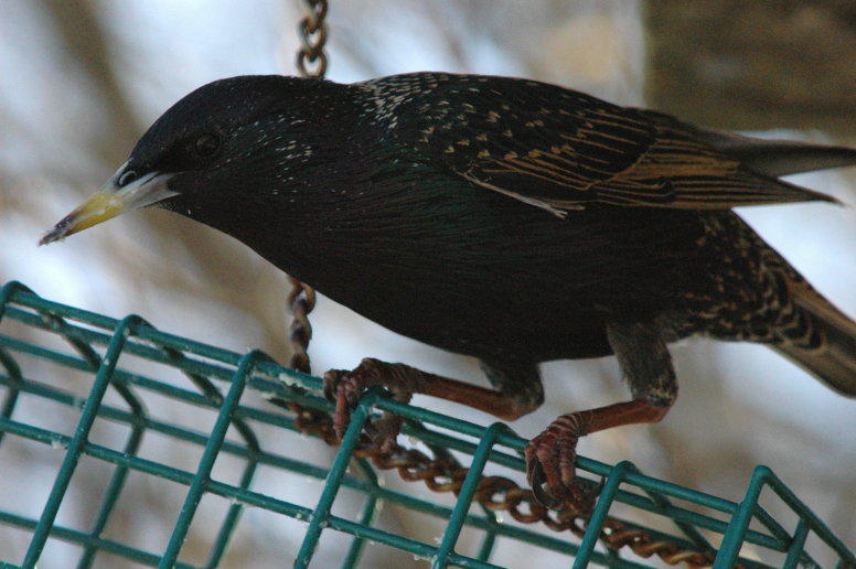 Starling