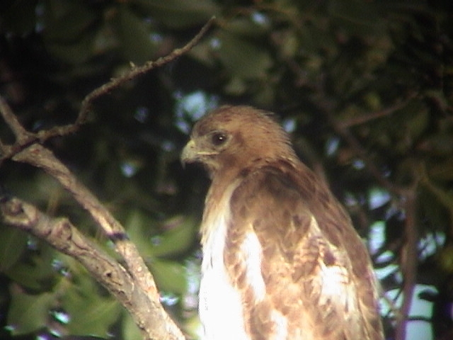 Red Tailed Hawk