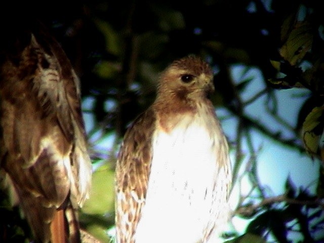 Red Tailed Hawk
