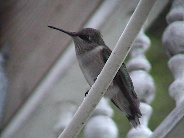 Ruby Throated Hummingbird
