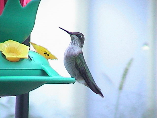 Ruby Throated Hummingbird