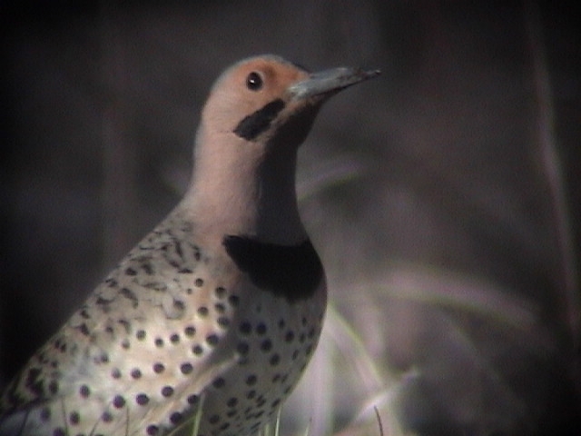 Northern Flicker