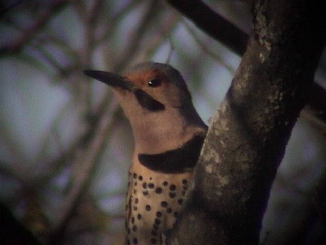 Northern Flicker