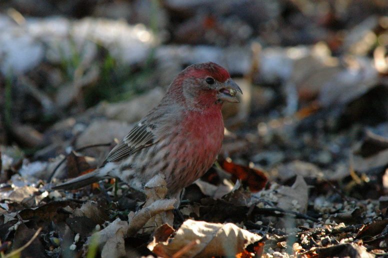 House finch