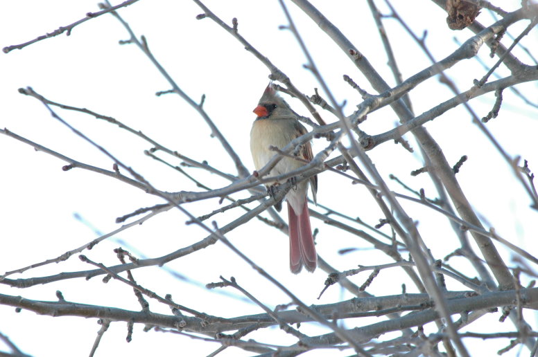 Female Cardinal