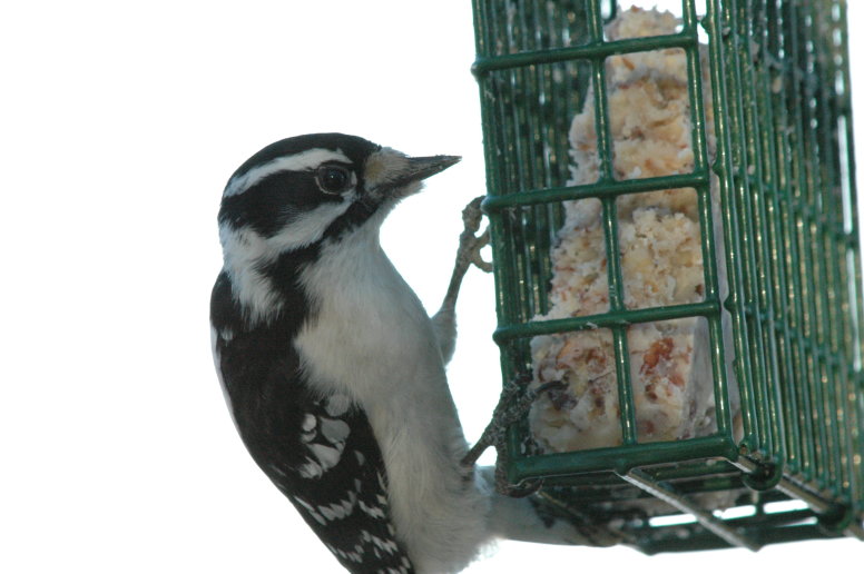 Downy Woodpecker