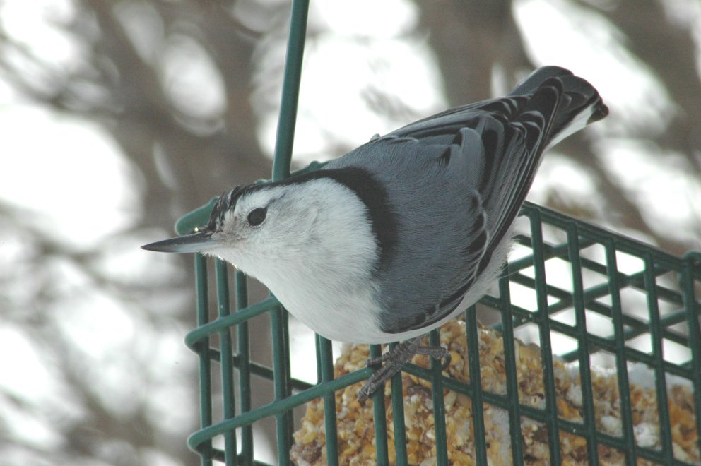 Nuthatch