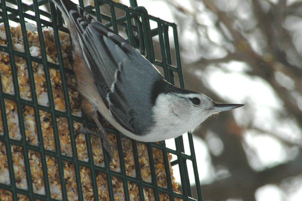 Nuthatch