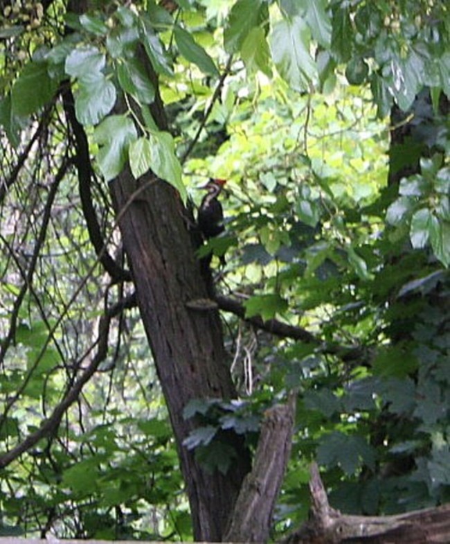 Red-headed WoodPecker