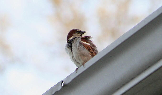Sparrow