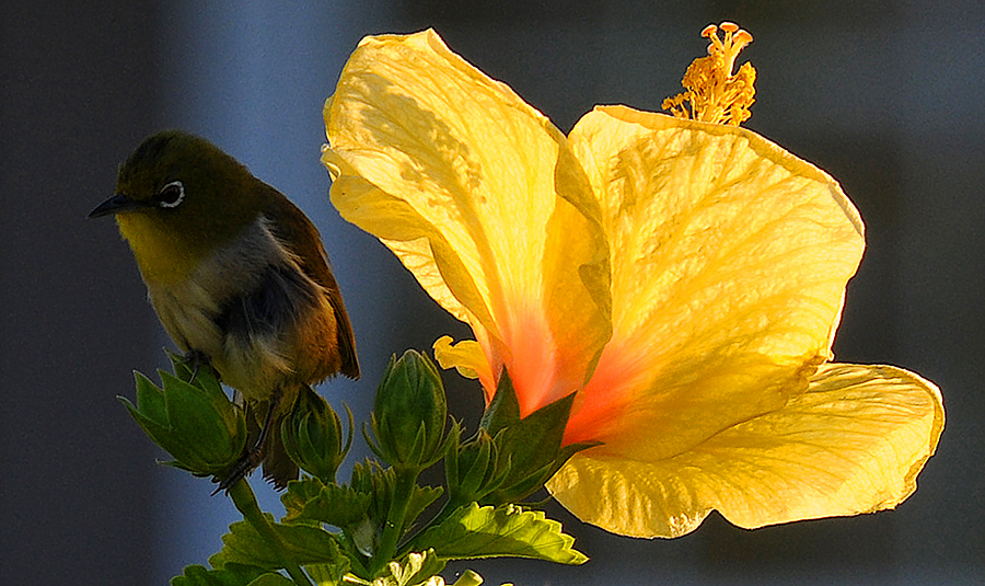 yellow finch