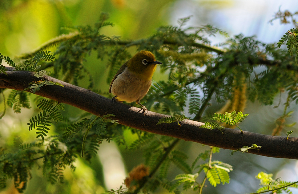 Finch