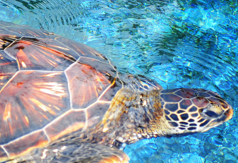Turtle