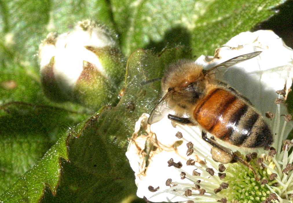 Hawaiian Bee