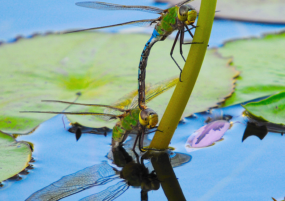 Dragonfly