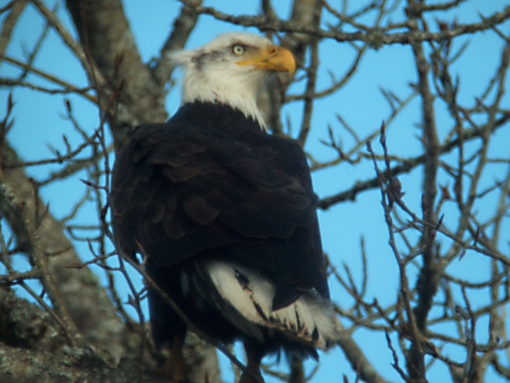 Eagle