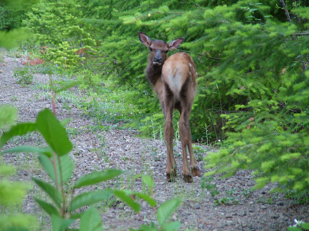 Baby Elk