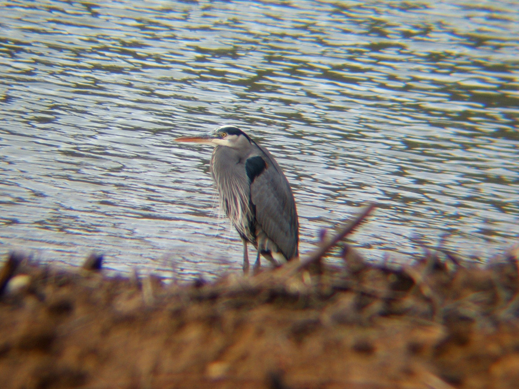 Foggy Morning Heron