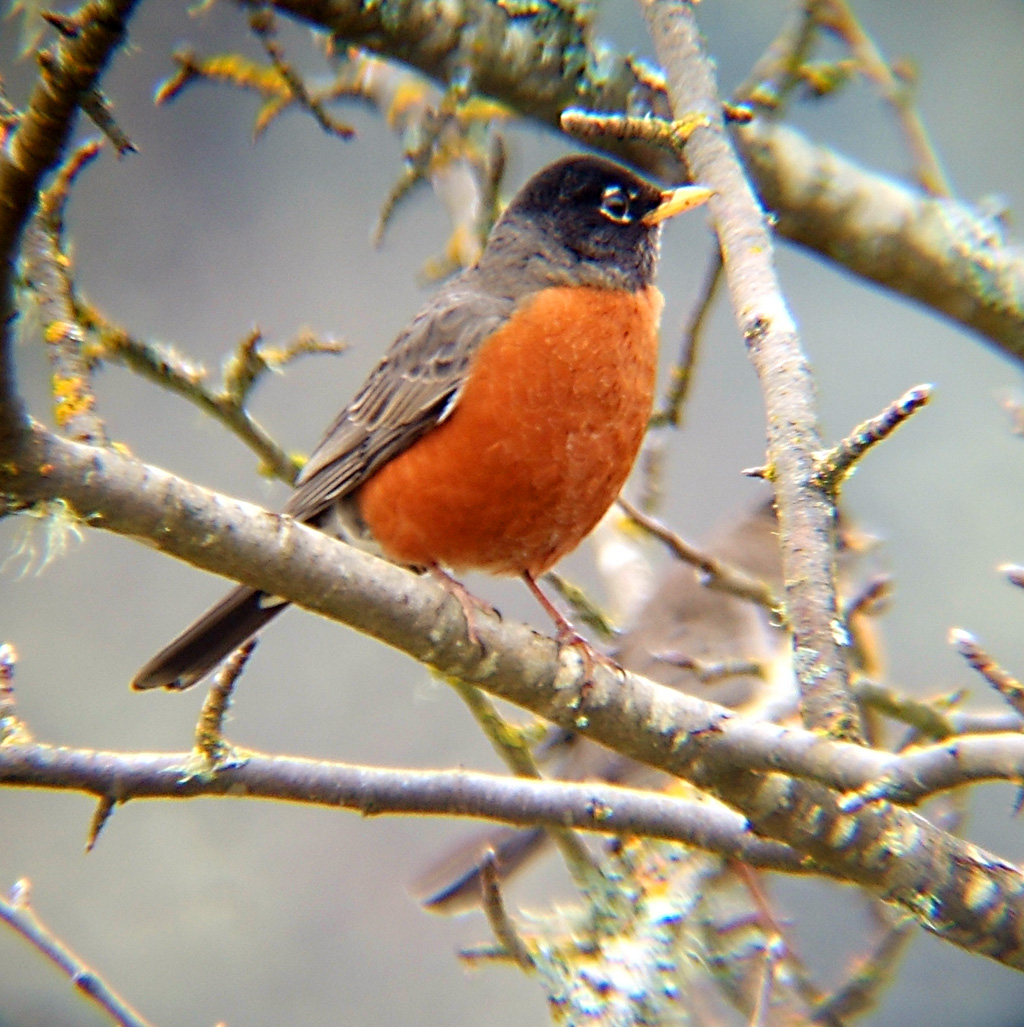 Robin