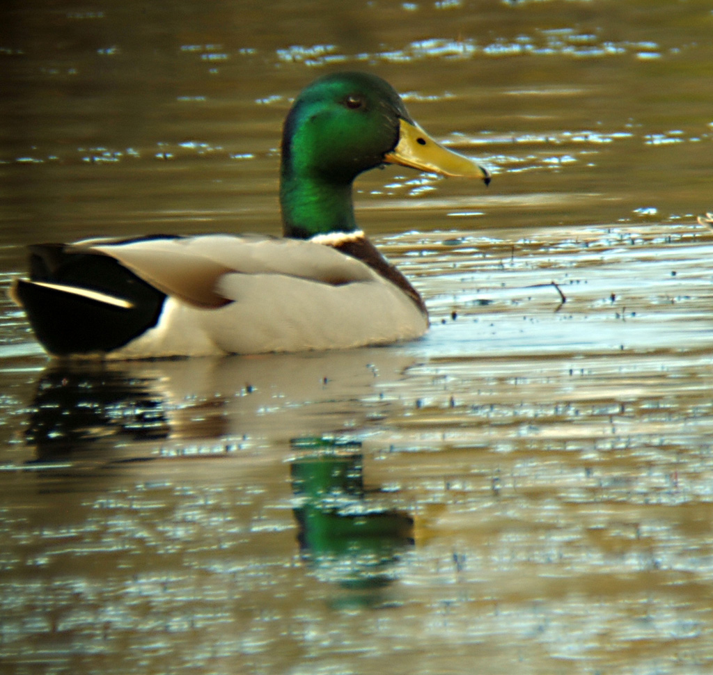 Lucky Duck Shot