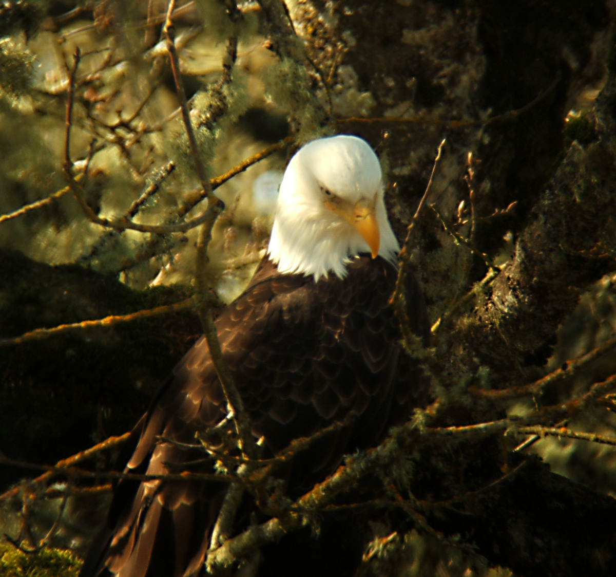 Eagle