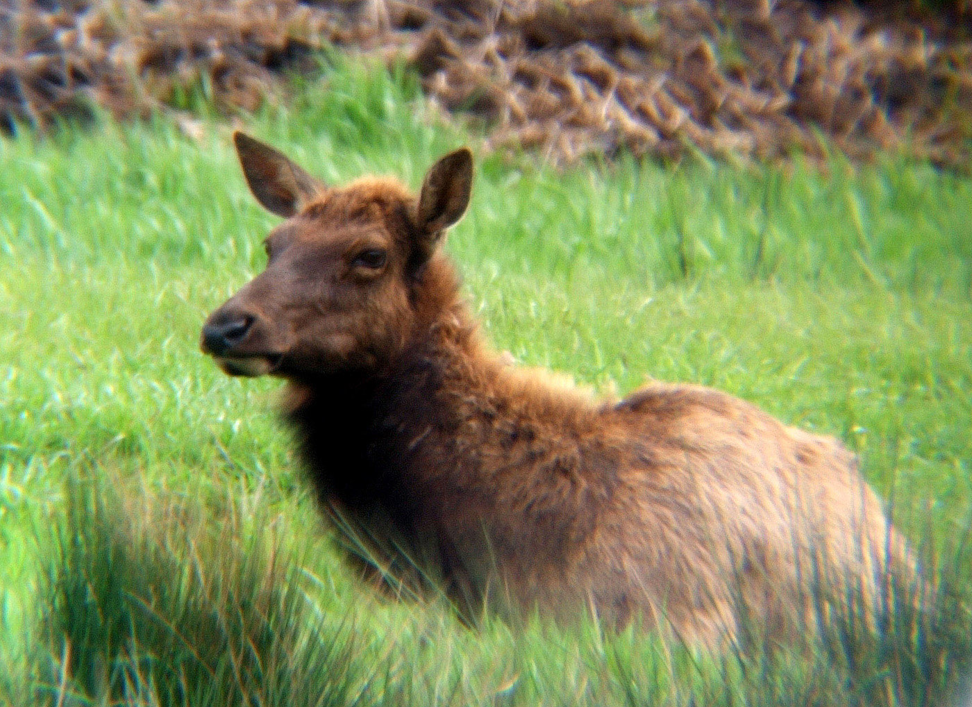 Elk