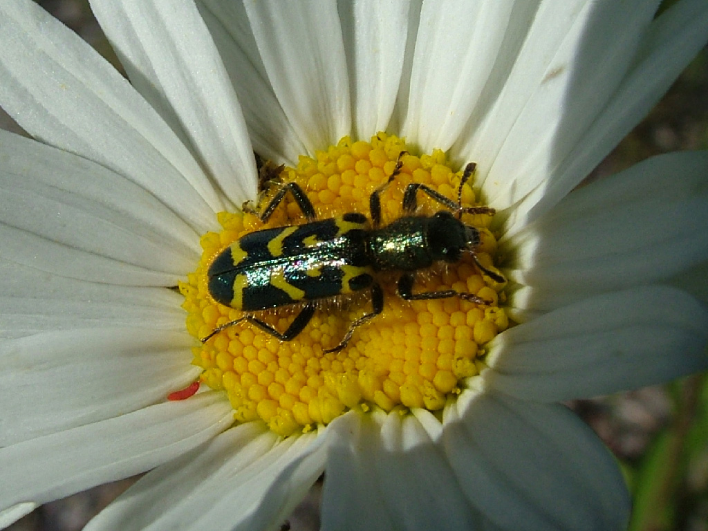 Macro-Mode