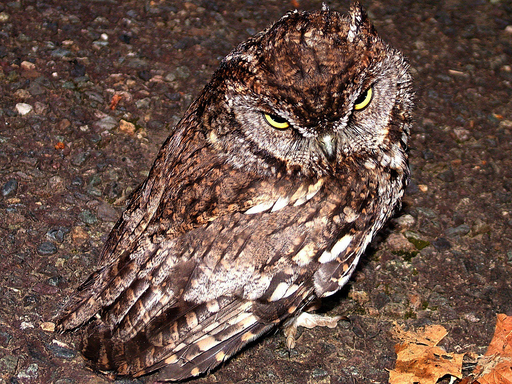 Owl Wrestling
