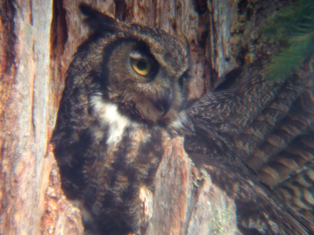 moma owl