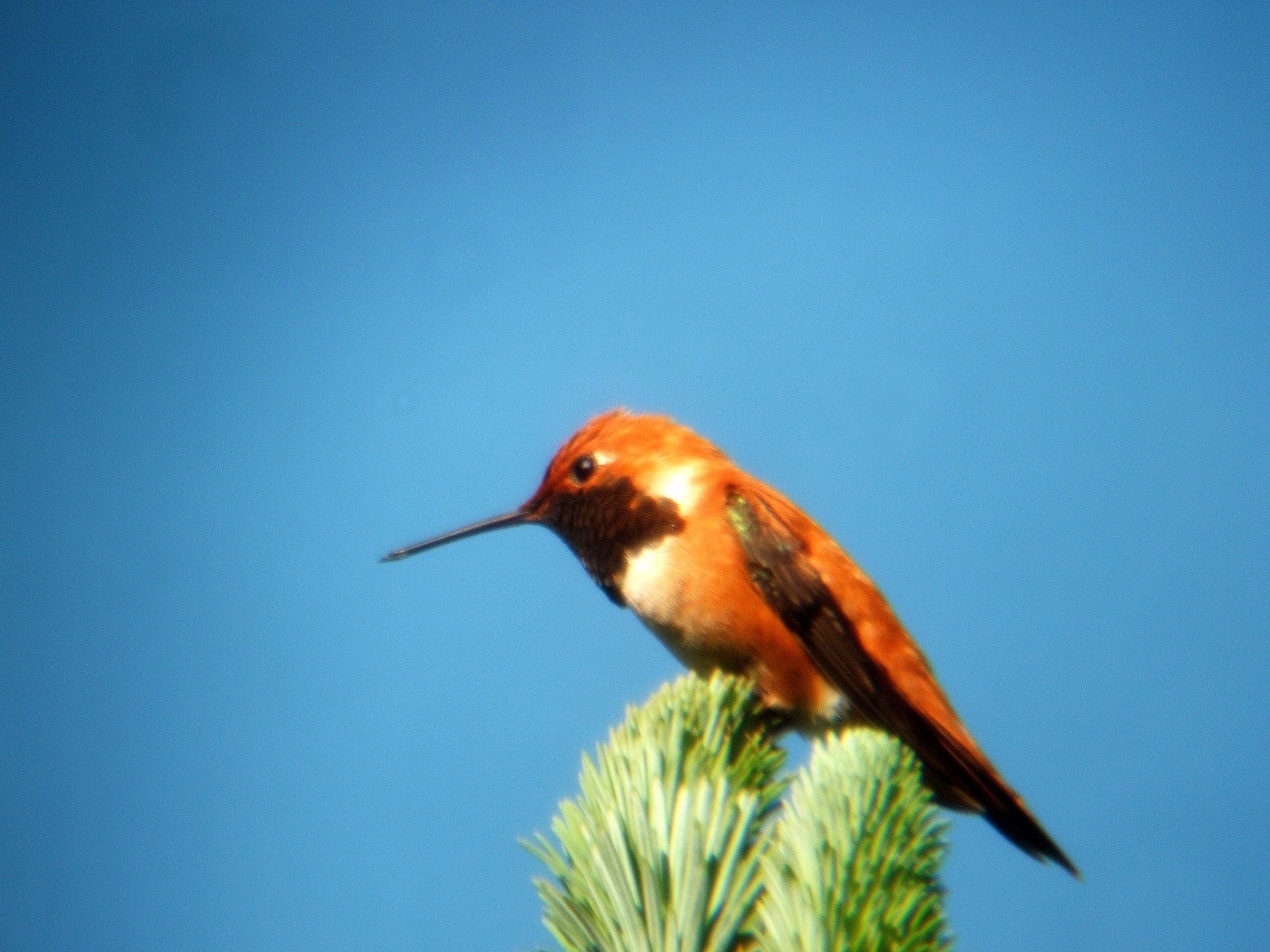 hummer at rest