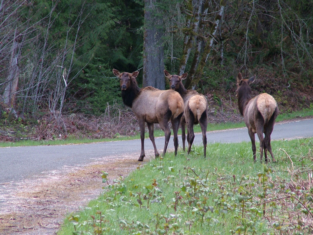 elk people watching