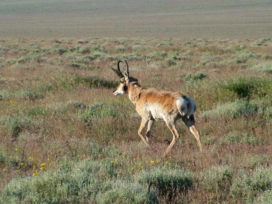 oregon pronghorn