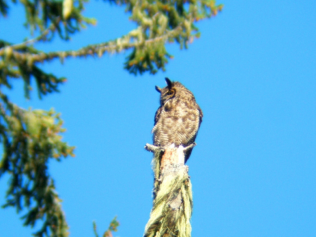 great horned owl